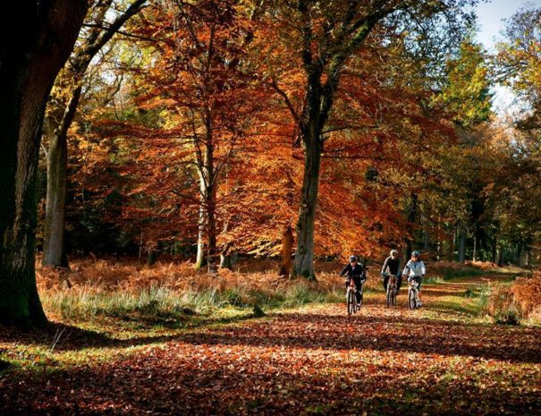 New Forest Bike Ride